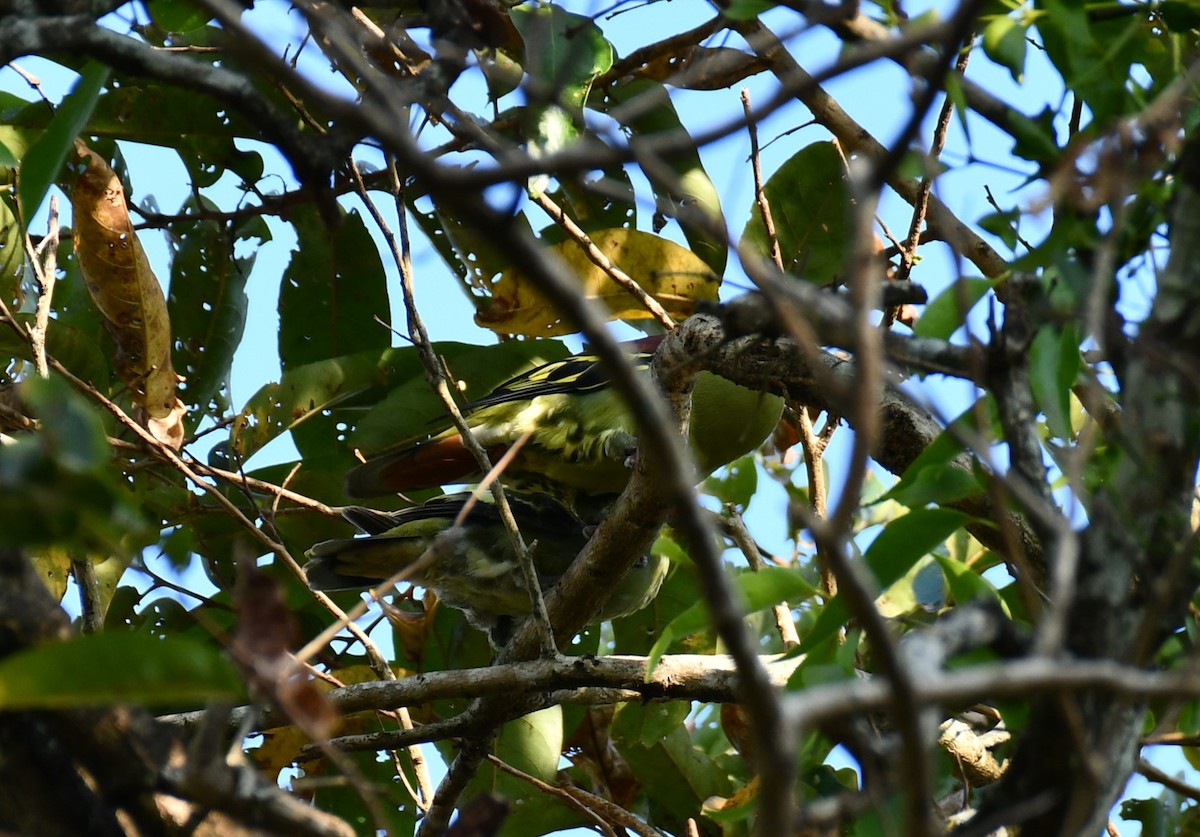 Gray-fronted Green-Pigeon - ML539631261