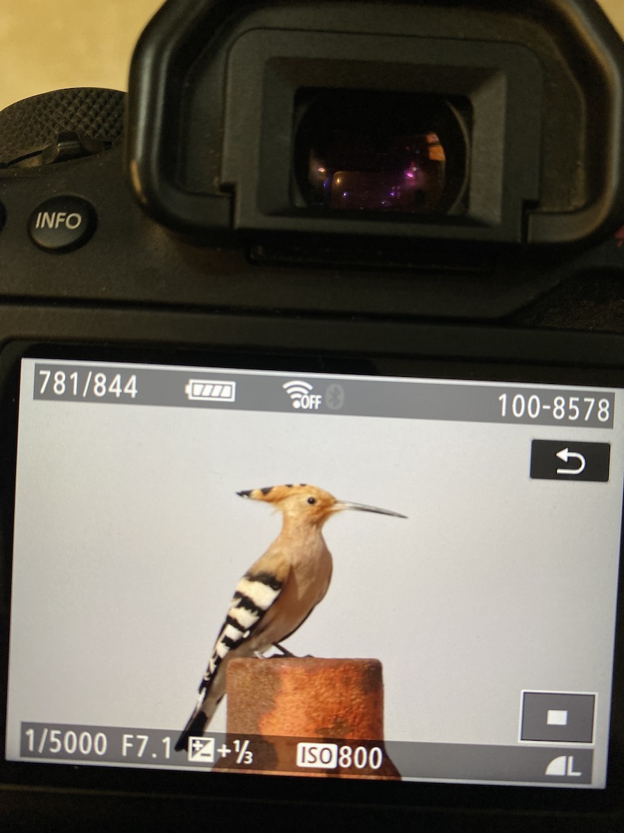 Eurasian Hoopoe - ML539631531