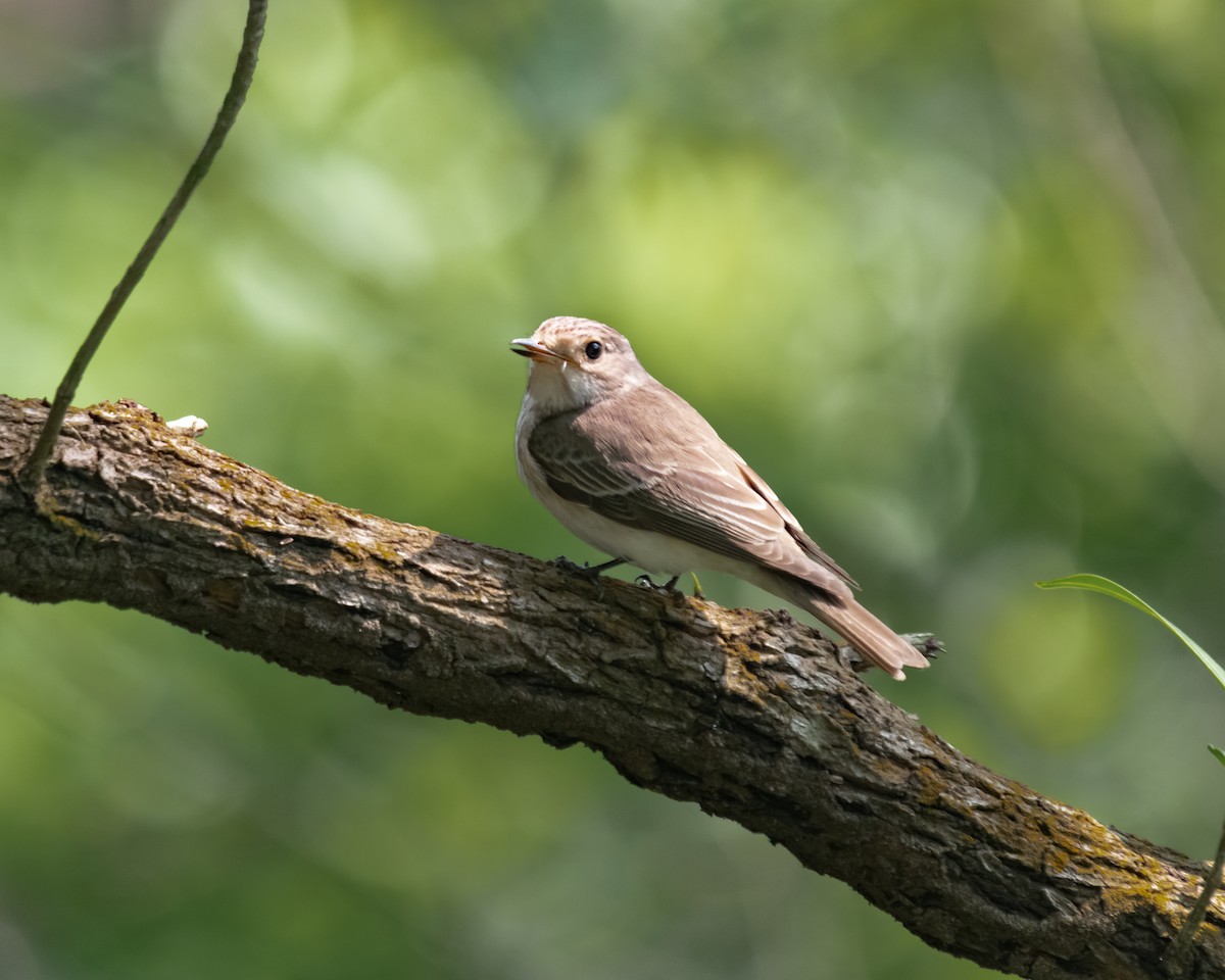 Spotted Flycatcher - ML539631641