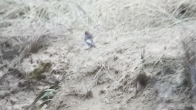 Черная горихвостка (gibraltariensis/aterrimus) - ML539633731