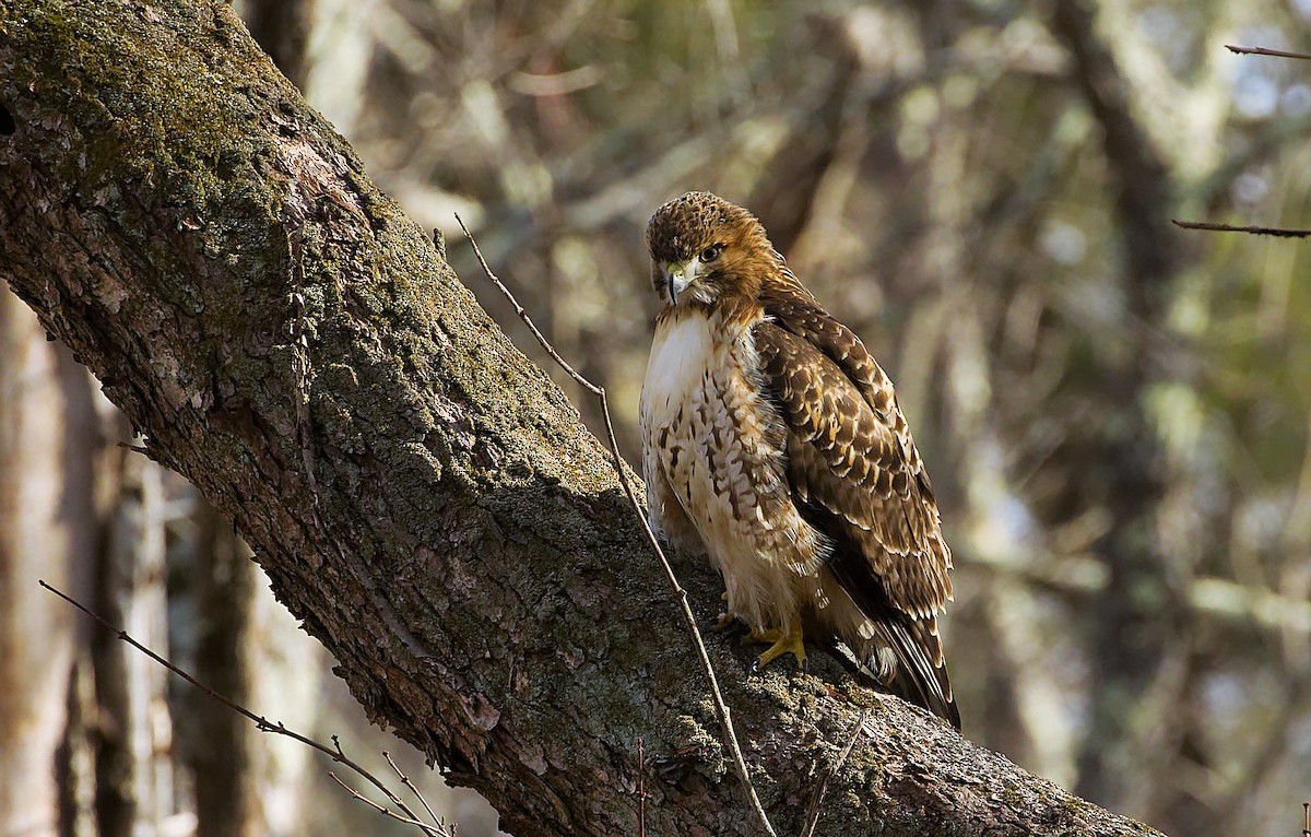 Red-tailed Hawk - ML539634031