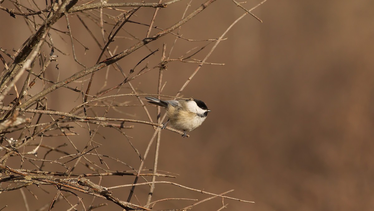 Black-capped Chickadee - ML539634171