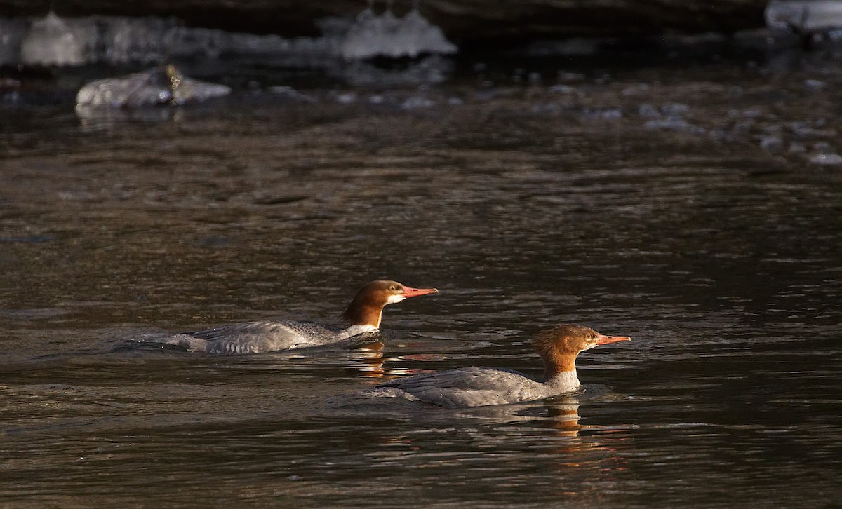 Common Merganser - ML539634281