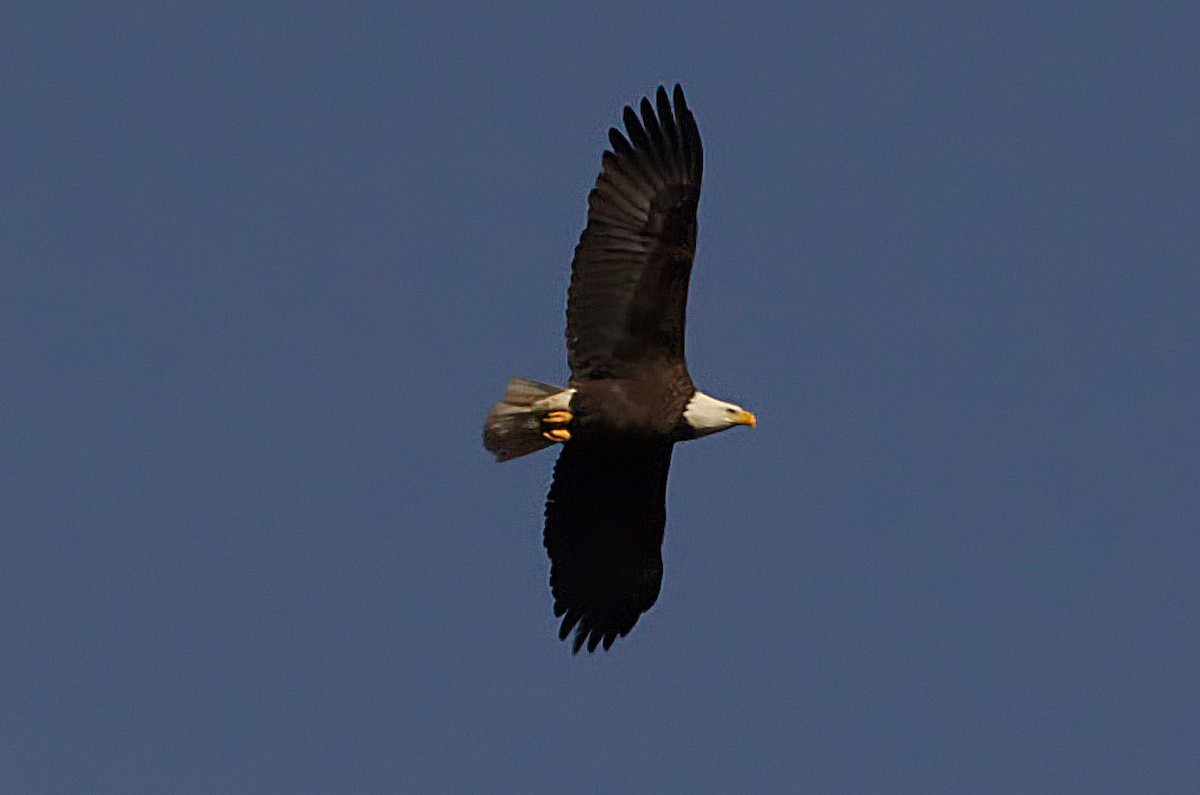 Weißkopf-Seeadler - ML539634331