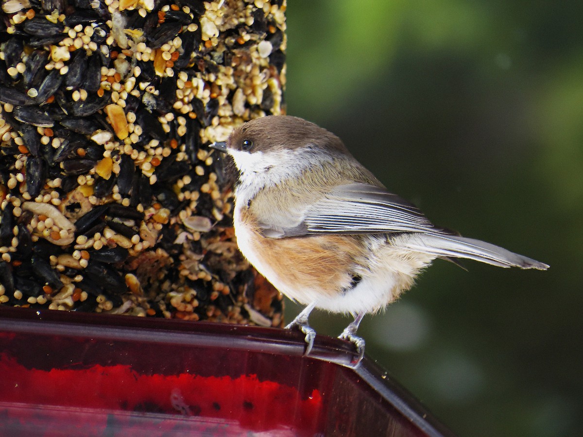 Boreal Chickadee - ML539634561