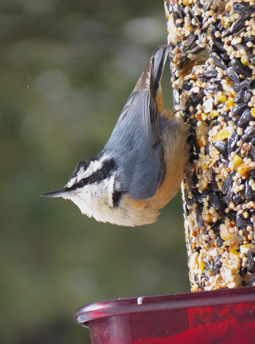Red-breasted Nuthatch - ML539634581