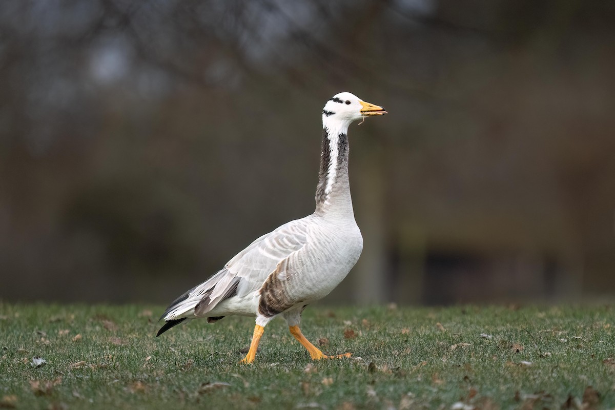 Bar-headed Goose - ML539634851