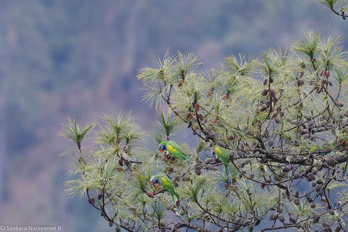 Derbyan Parakeet - ML539635411