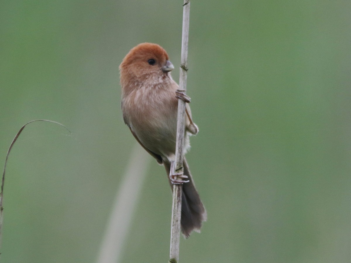 Vinous-throated Parrotbill - ML539636611