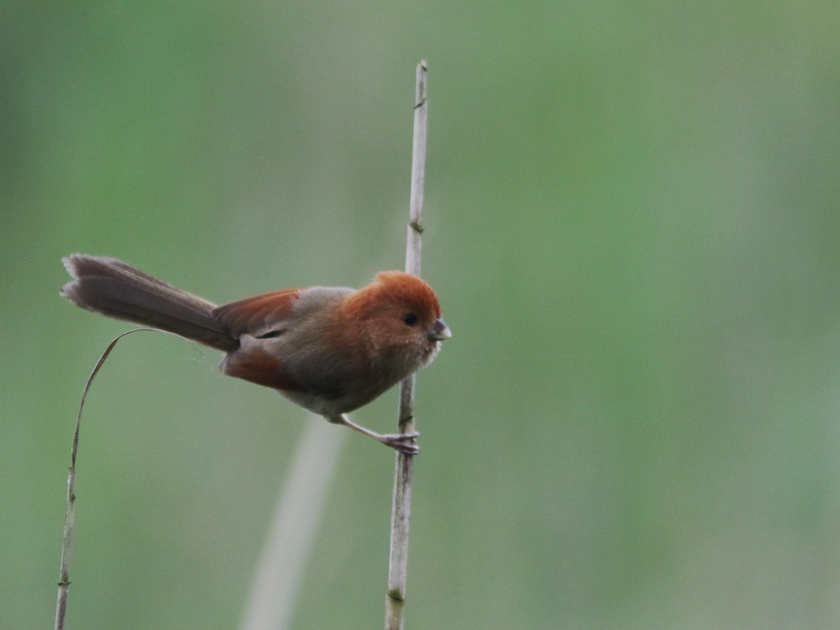 Vinous-throated Parrotbill - Zhi-Yuan Cai