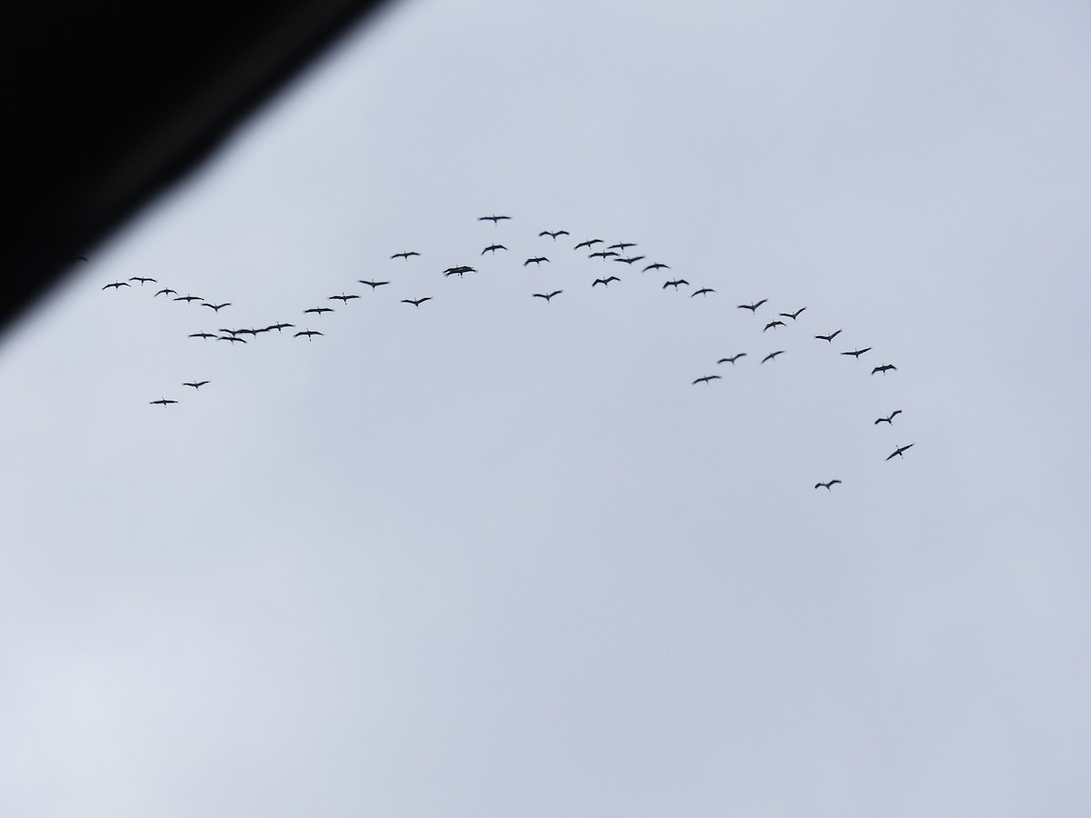 Common Crane - Coleta Holzhäuser