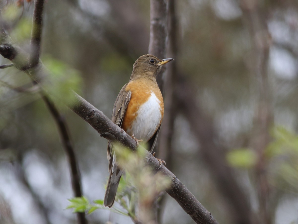 Brown-headed Thrush - ML539636891