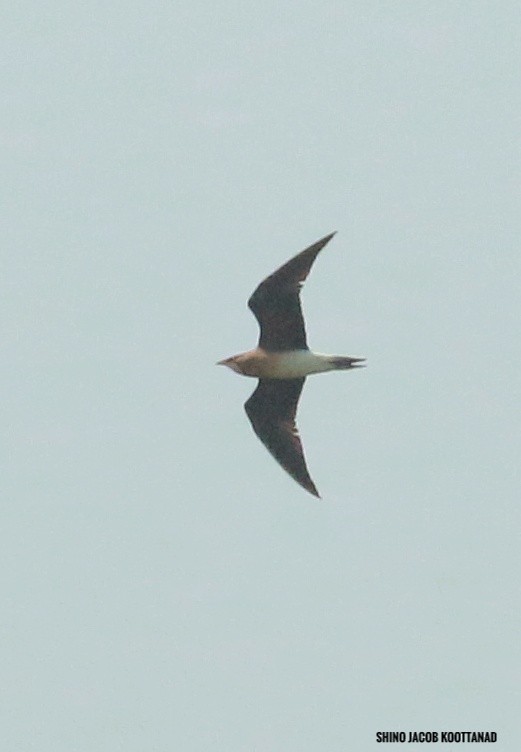 Oriental Pratincole - ML539637171