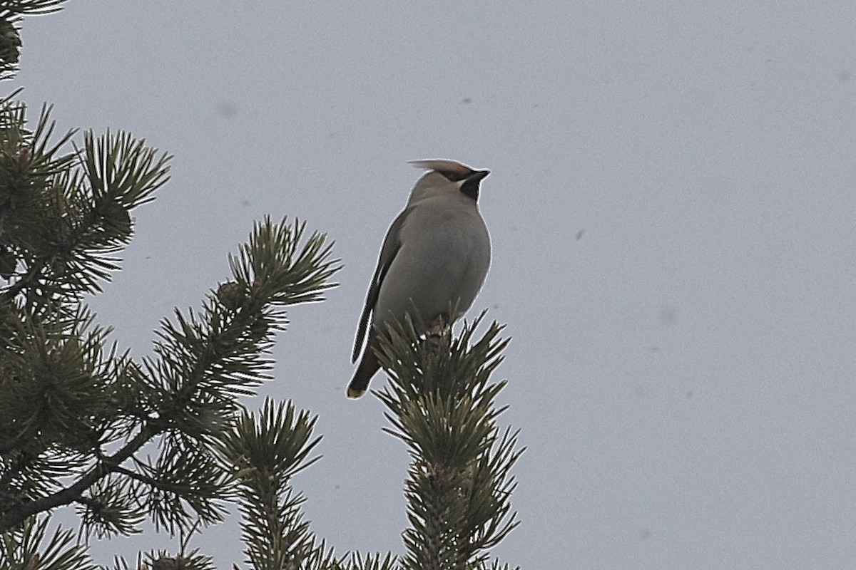 Bohemian Waxwing - ML539638421