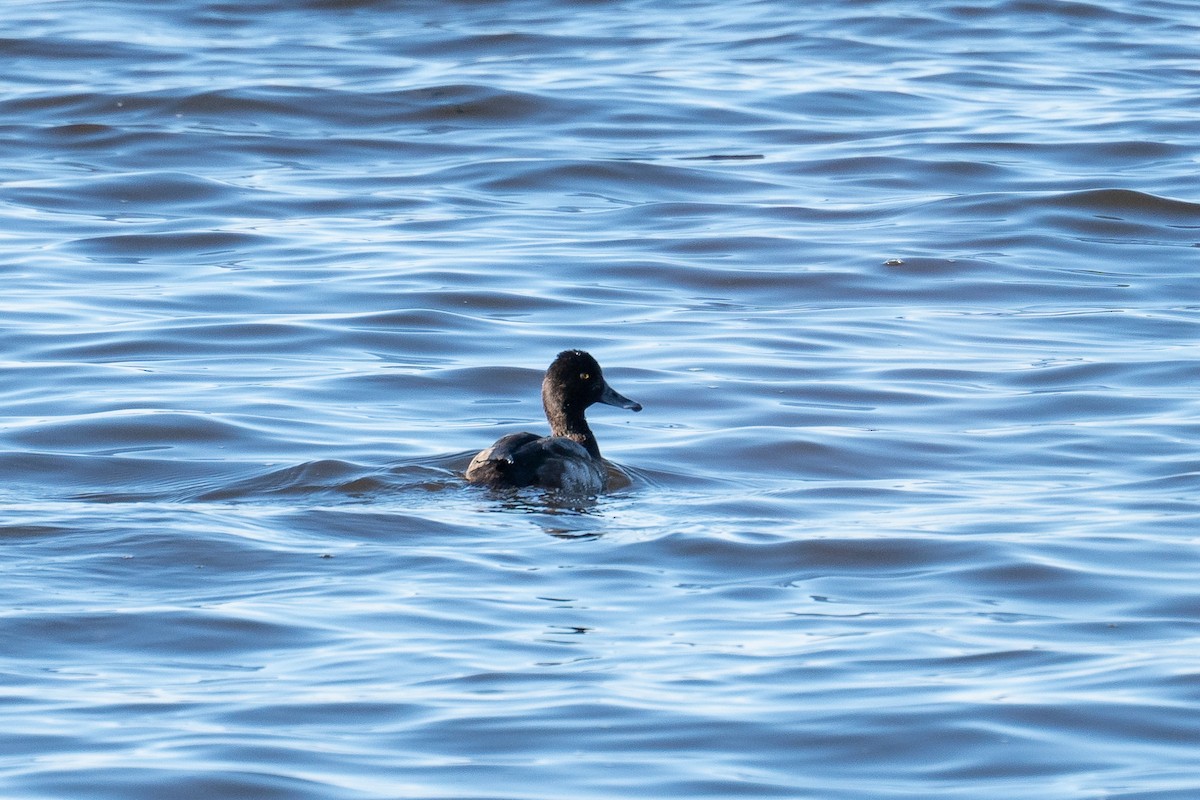 Lesser Scaup - ML539638871