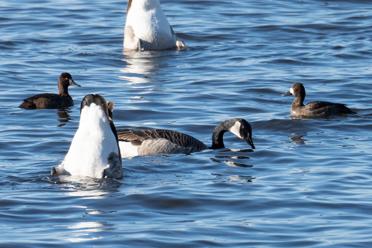 Lesser Scaup - ML539638891