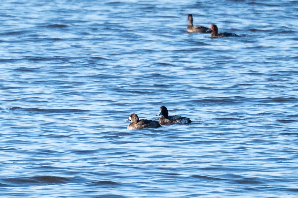 Greater Scaup - ML539638901