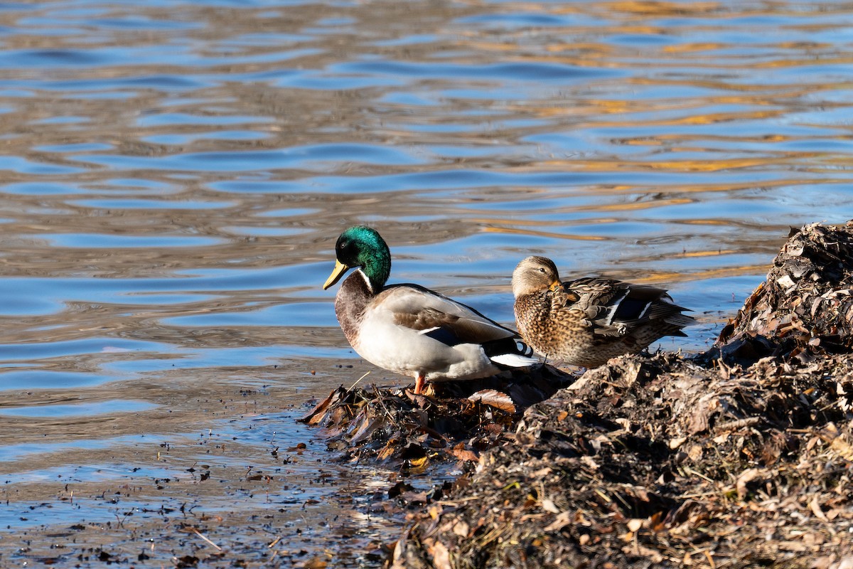 Canard colvert - ML539638951