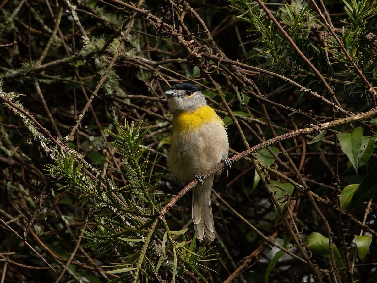 Green-backed Becard (Green-backed) - Angelica Aguas