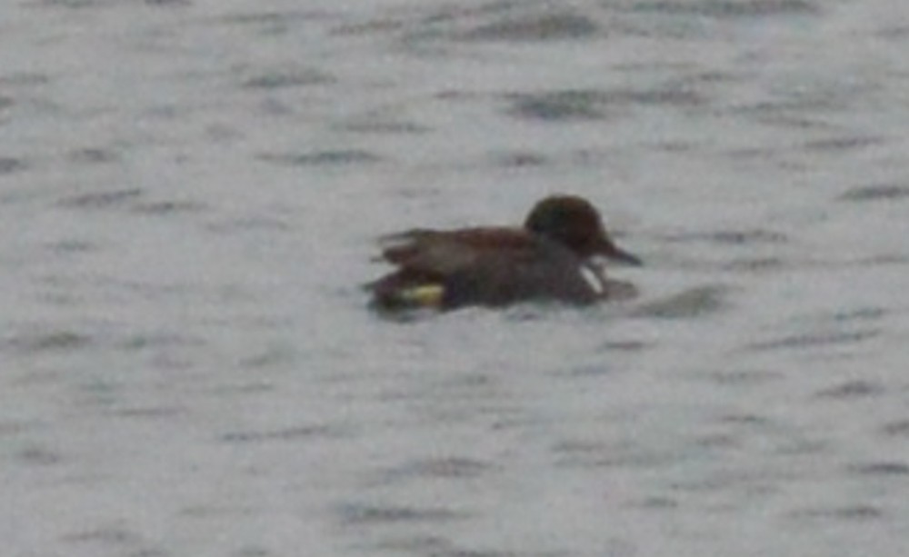 Green-winged Teal - Stephen Mullane