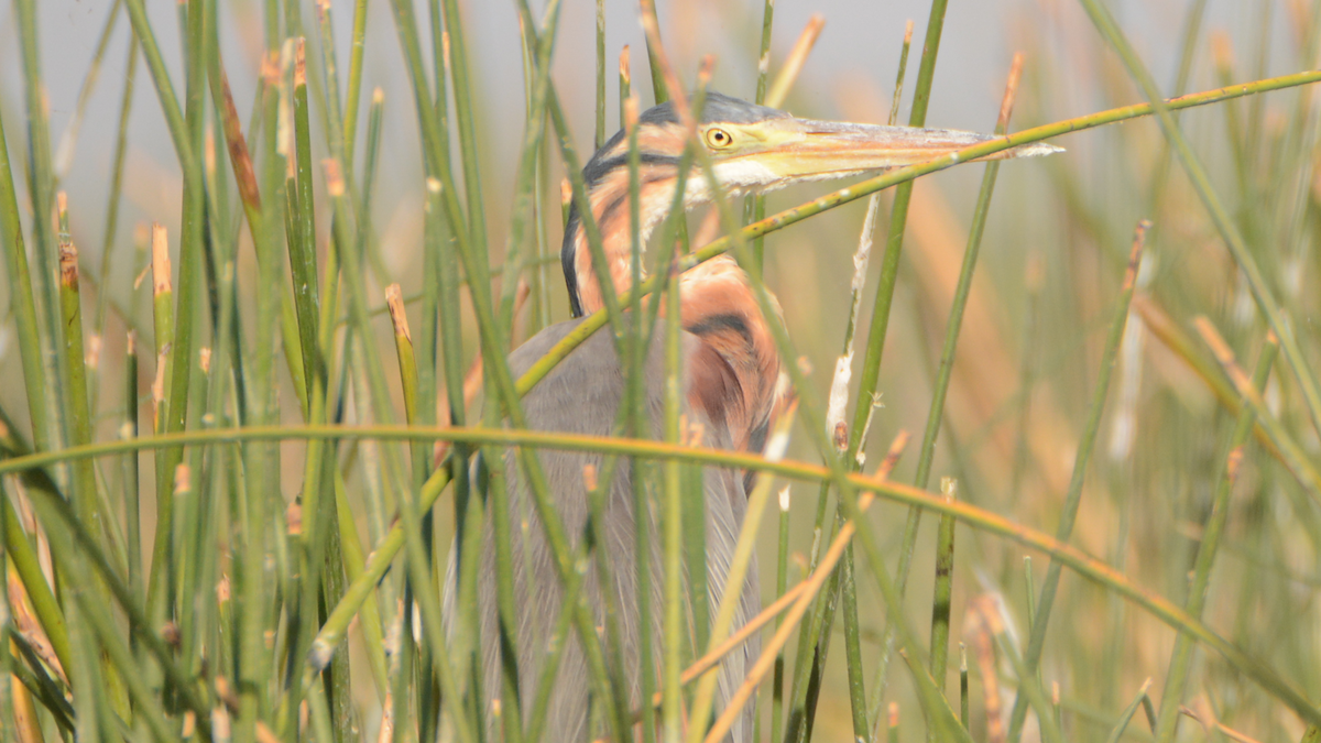 Purple Heron - ML539640601