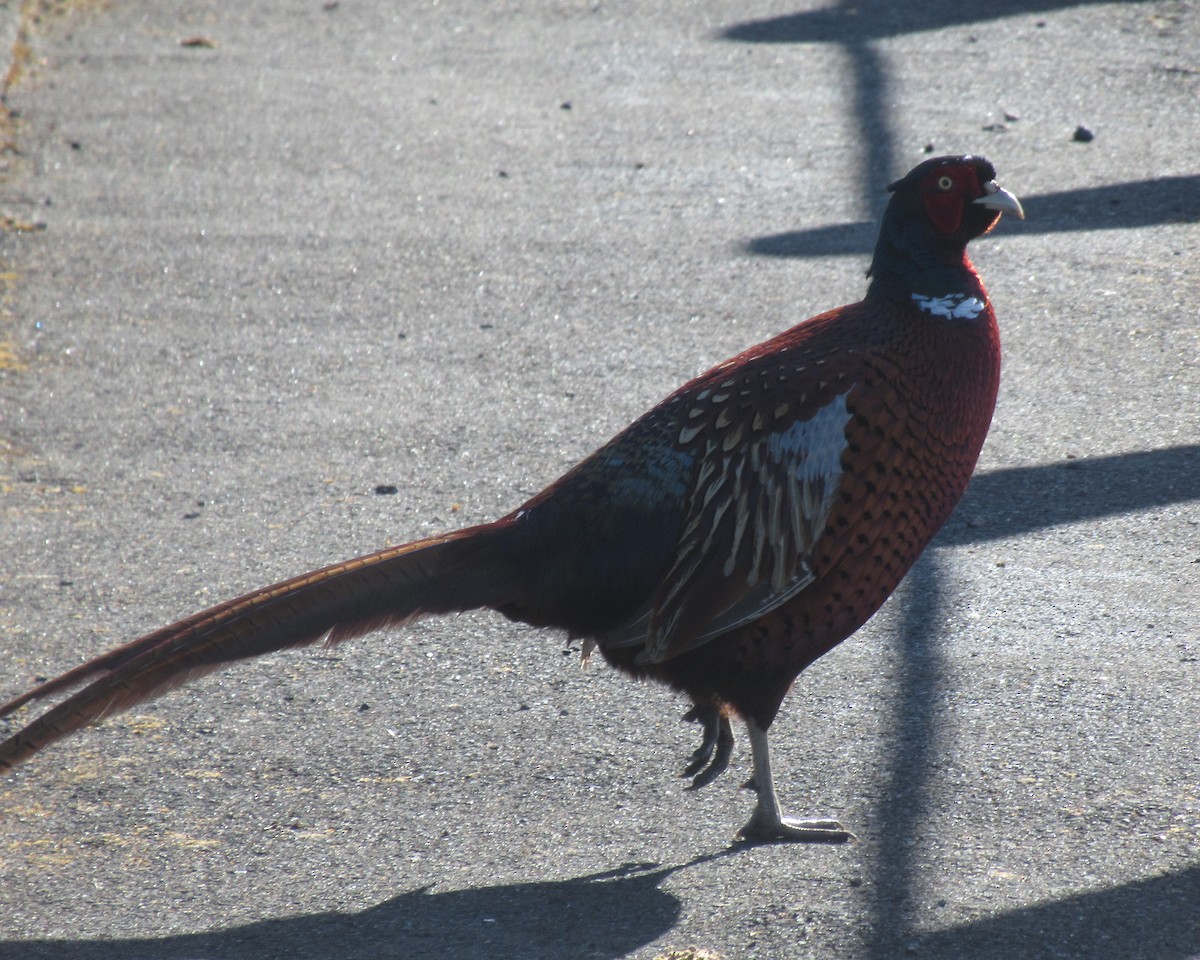Ring-necked Pheasant - K B