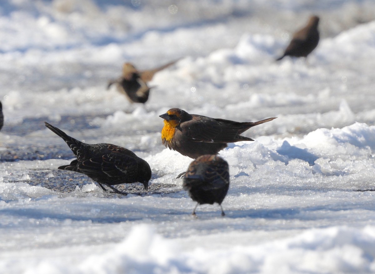 Yellow-headed Blackbird - ML539641801