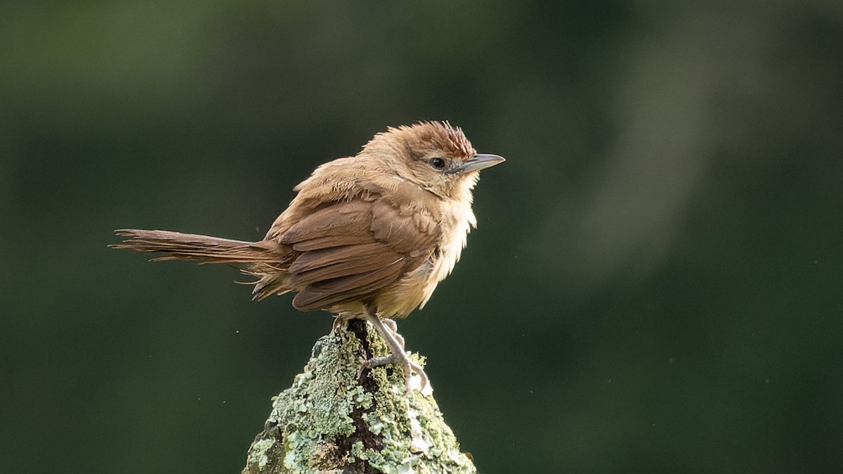 Rufous-fronted Thornbird - Angelica Aguas