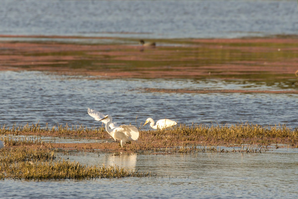 Little Egret - Angela Booth