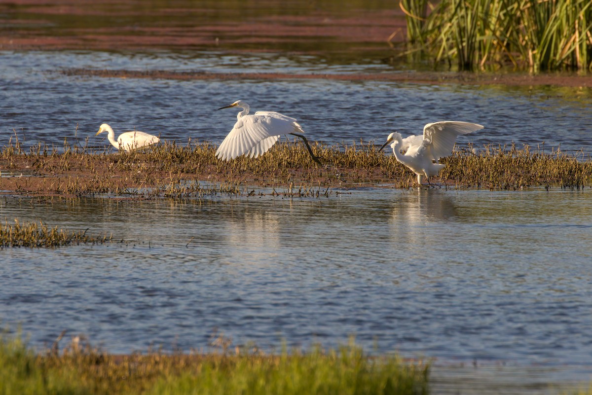 Little Egret - Angela Booth