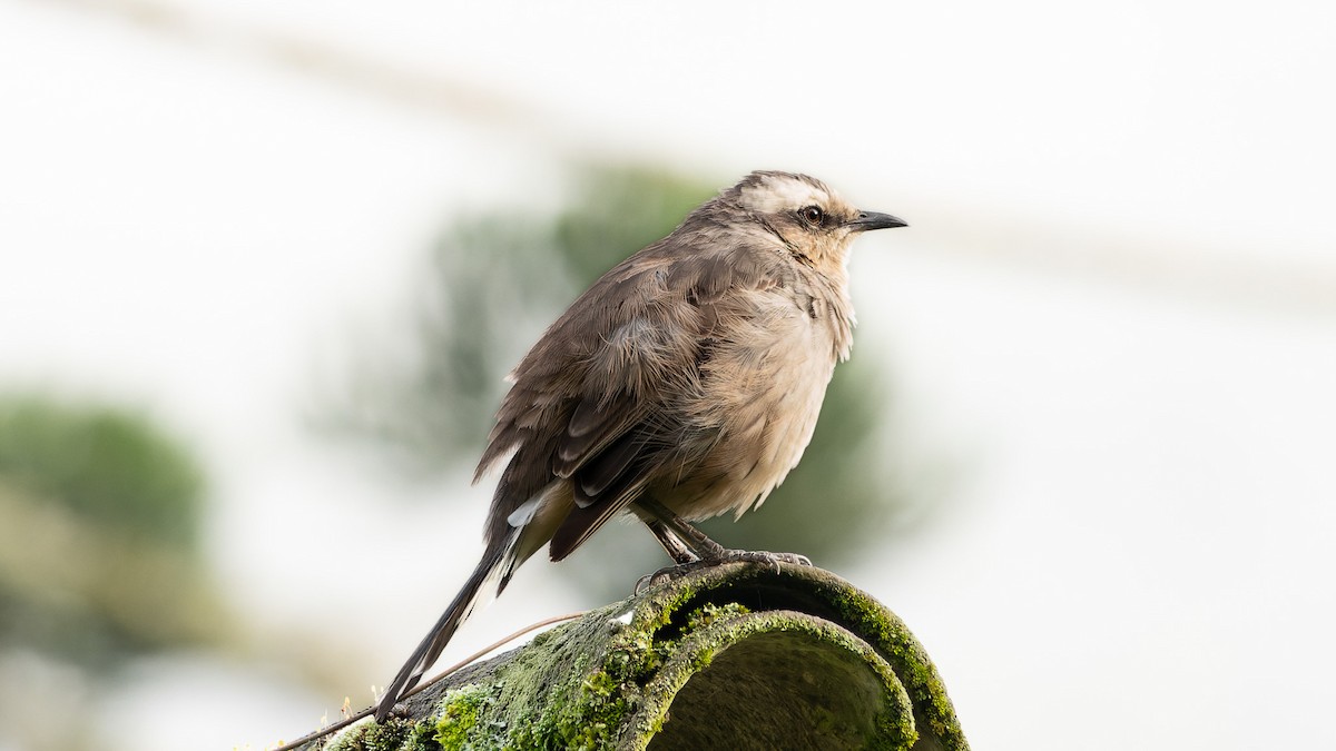 Chalk-browed Mockingbird - Angelica Aguas