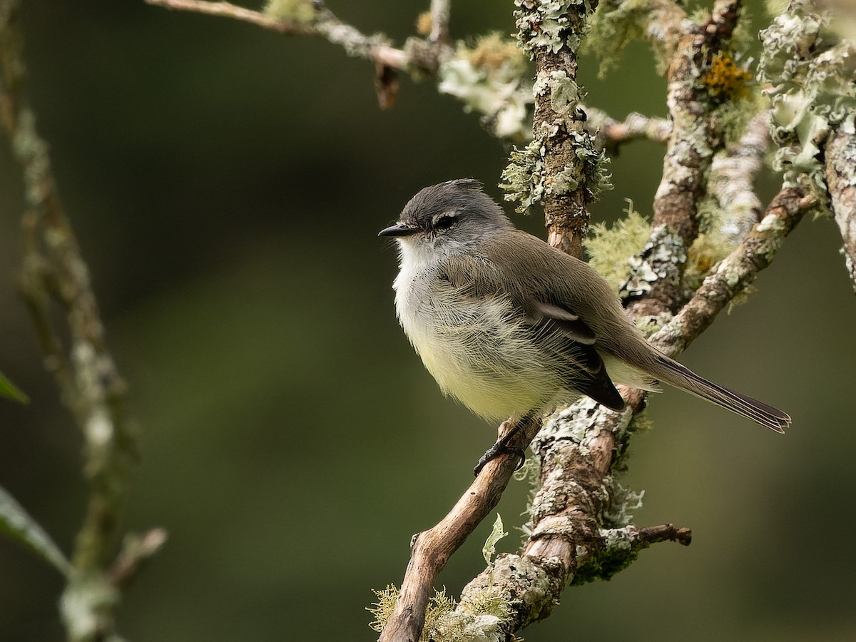 White-crested Tyrannulet - Angelica Aguas