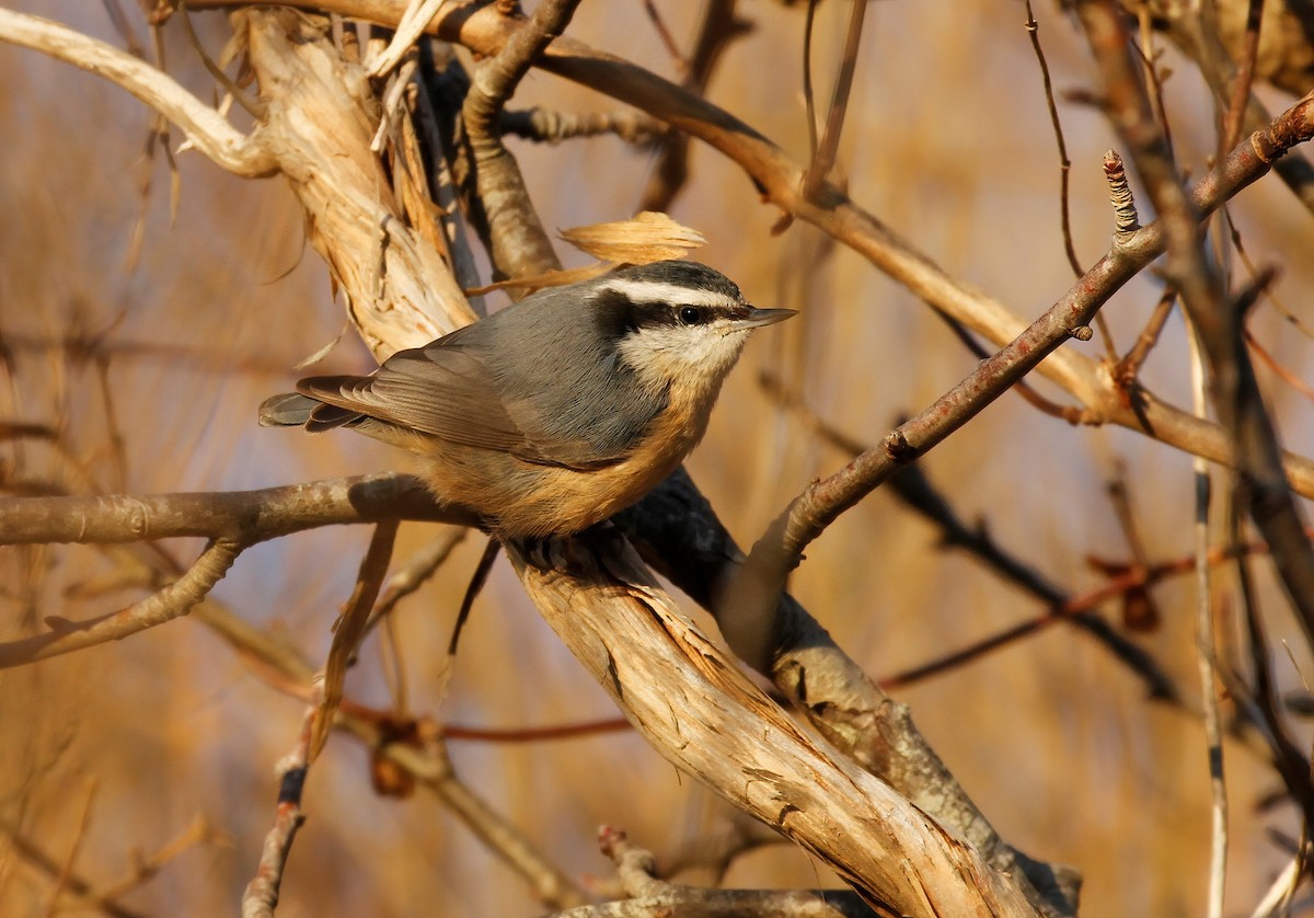 Red-breasted Nuthatch - ML539643701