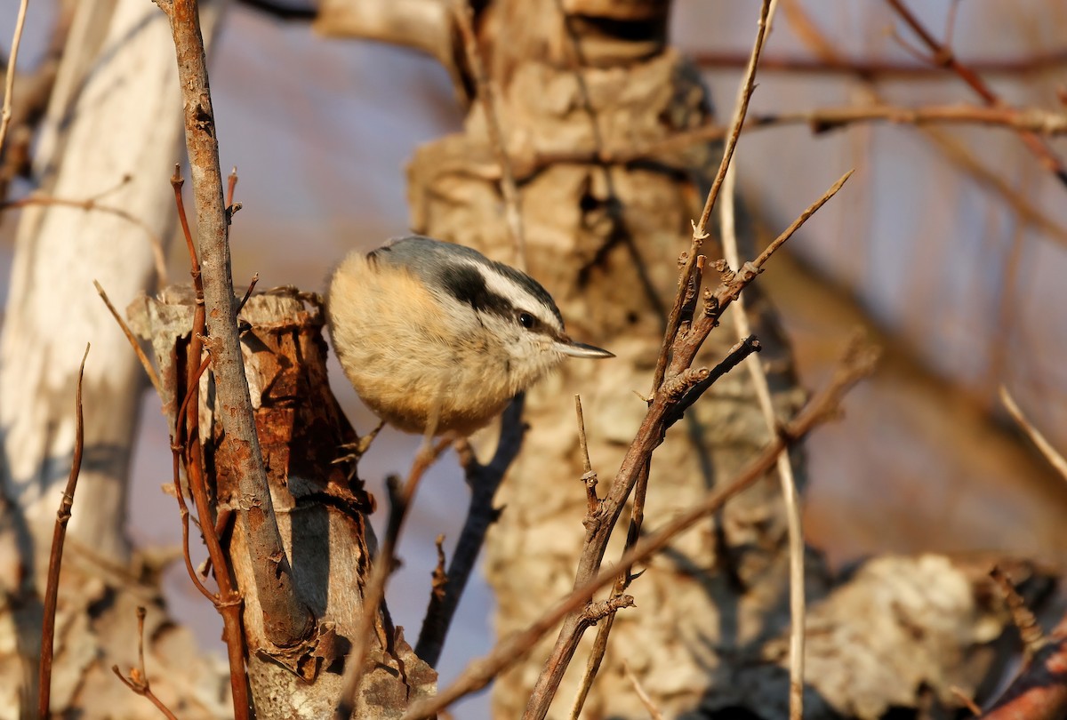 Red-breasted Nuthatch - ML539643711