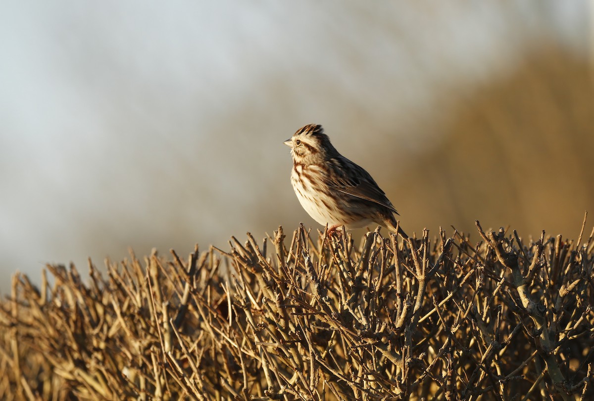 Song Sparrow - ML539643721