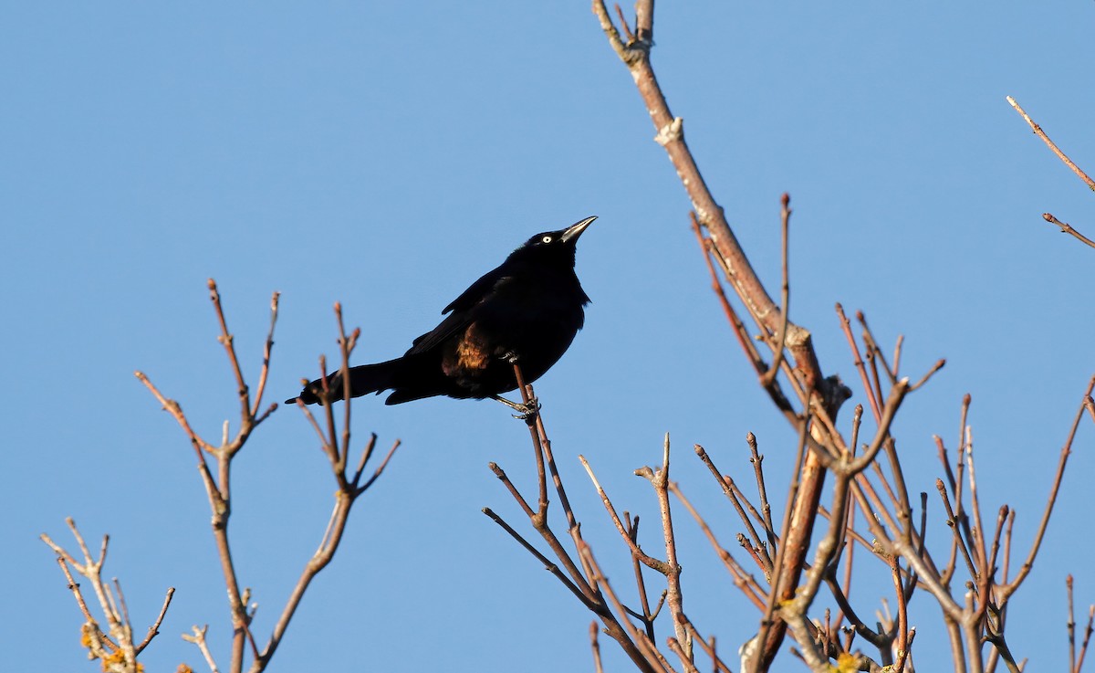 Common Grackle - ML539643761