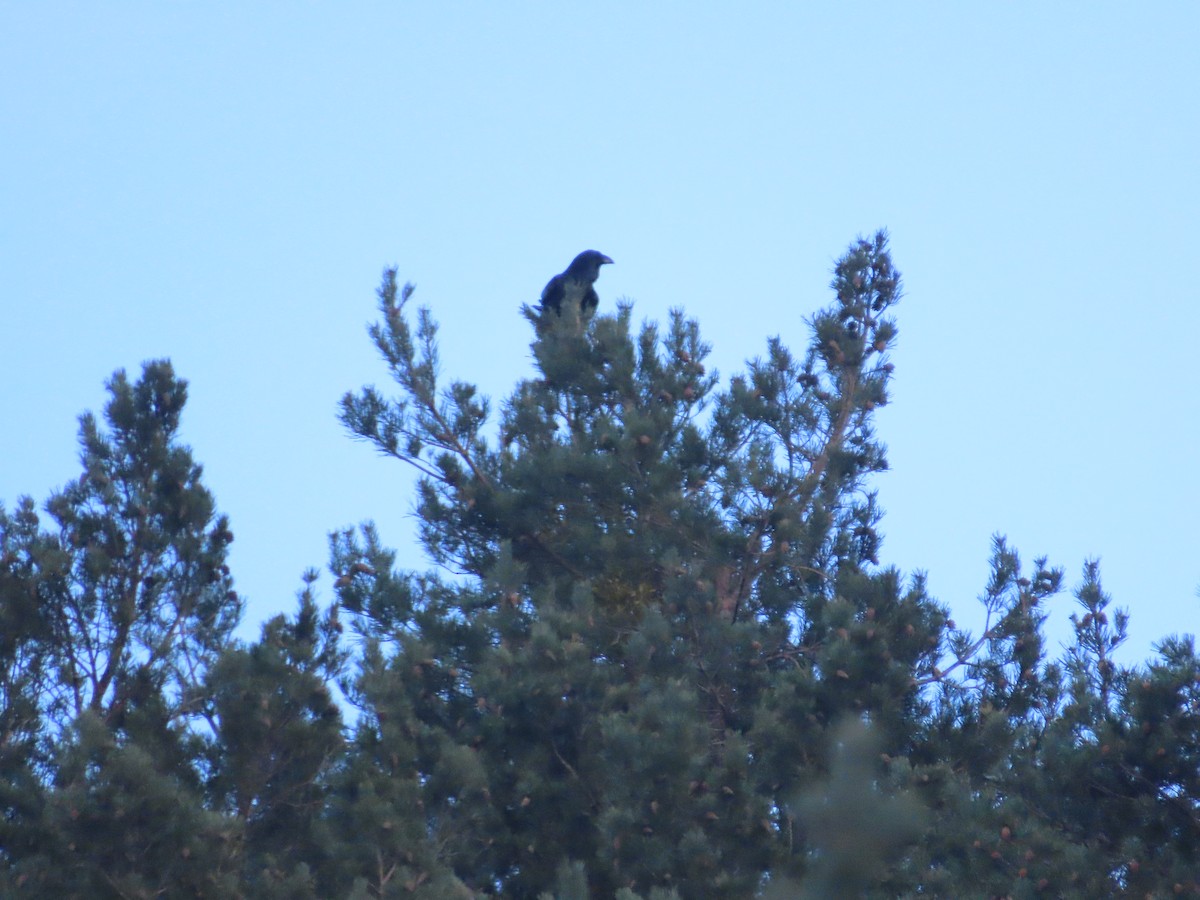 Common Raven - ML539643901