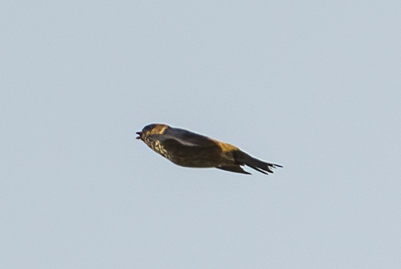 Red-rumped Swallow - ML539645101