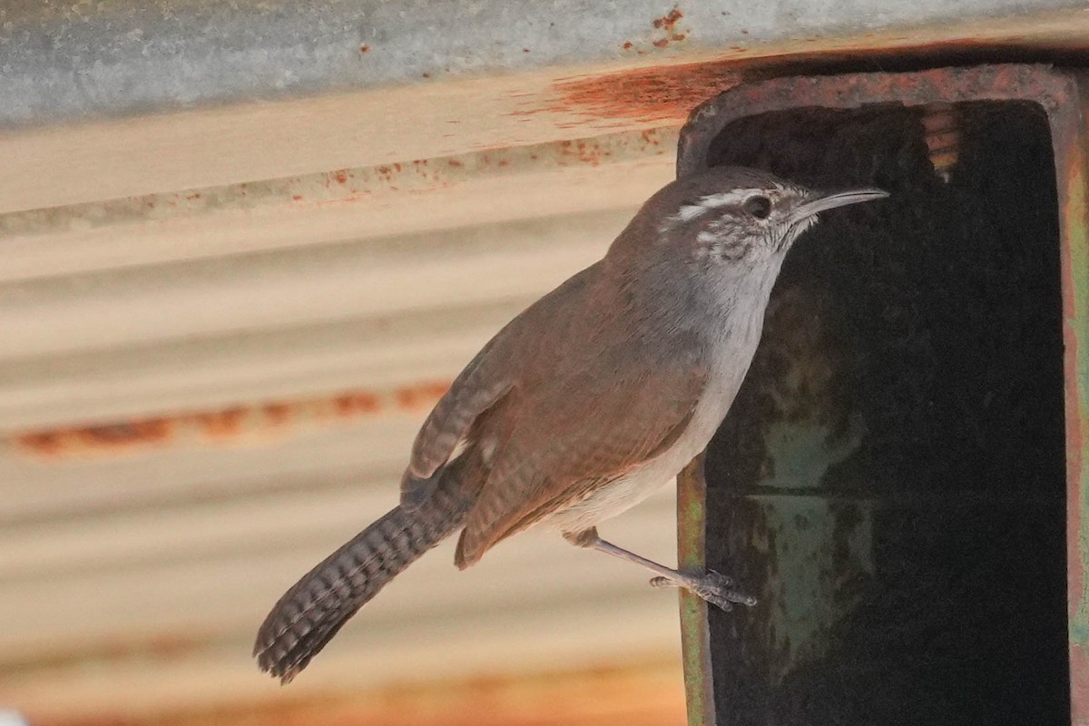 Bewick's Wren - ML539645941