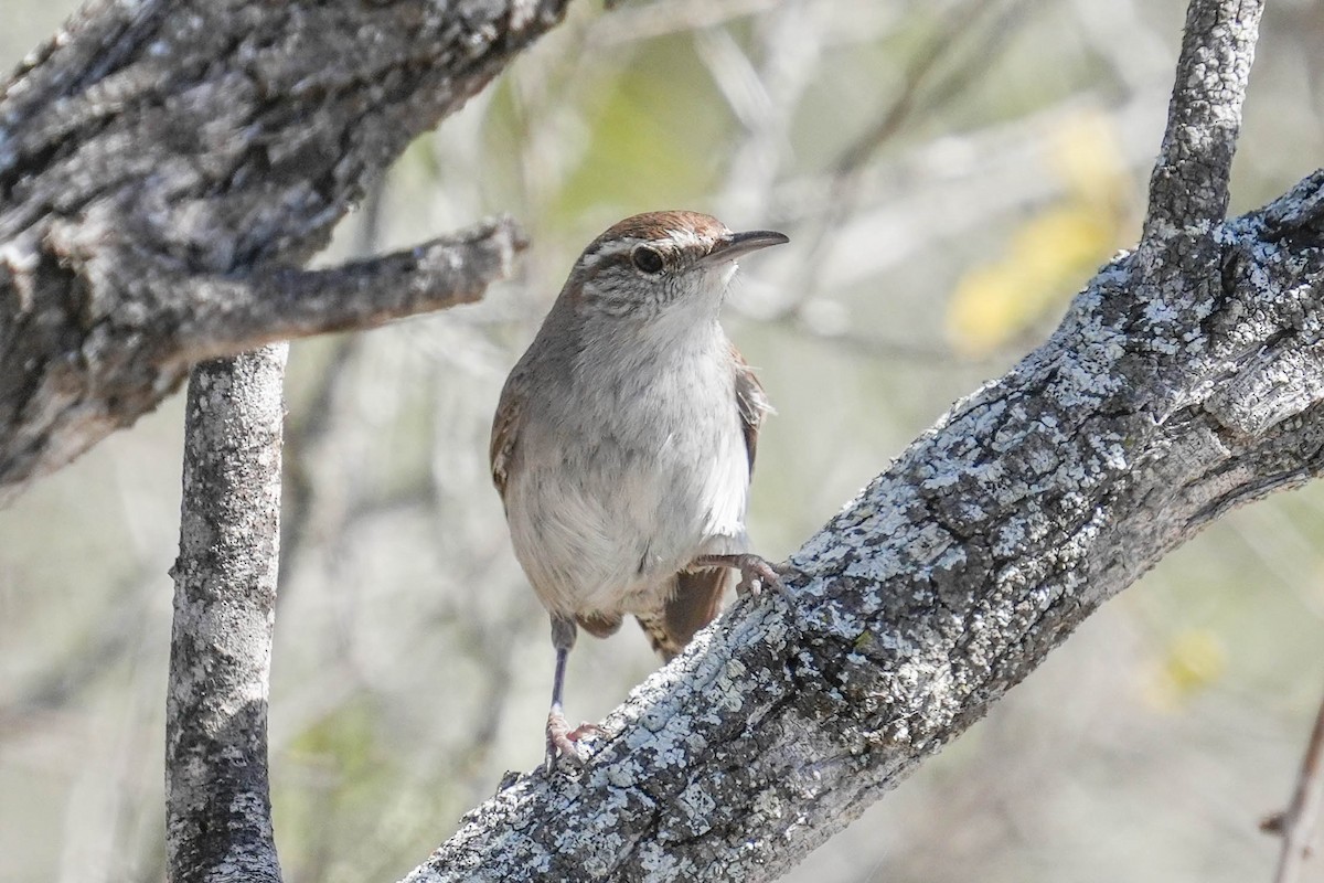 Bewick's Wren - ML539645961