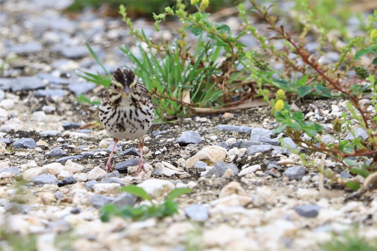 Savannah Sparrow - ML539646271