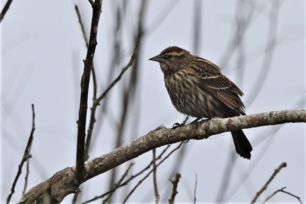 Red-winged Blackbird - Judson Lassiter