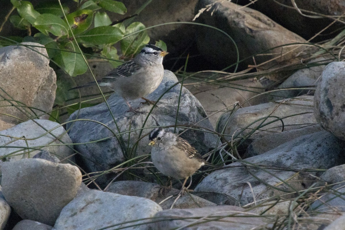 White-crowned Sparrow - ML539647441