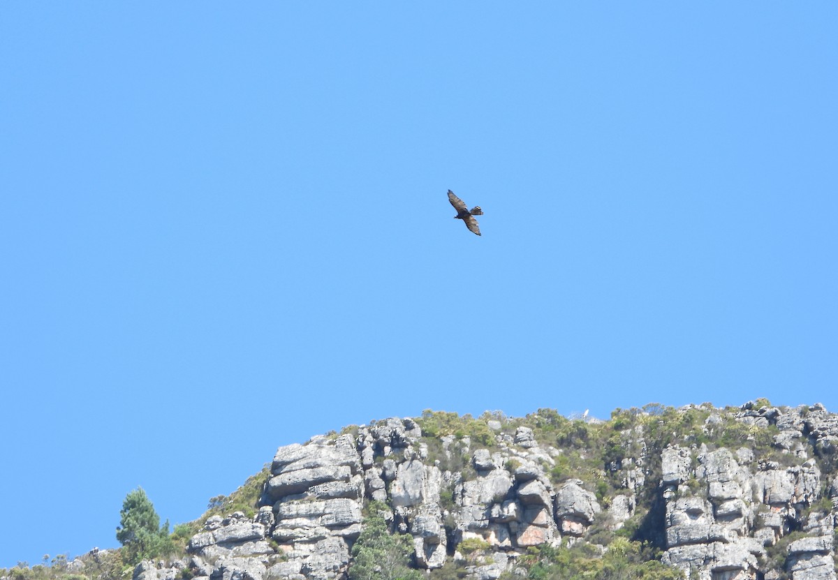 Black Goshawk - ML539648771