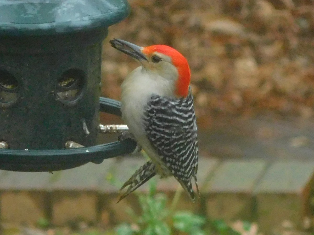 Red-bellied Woodpecker - ML539649331