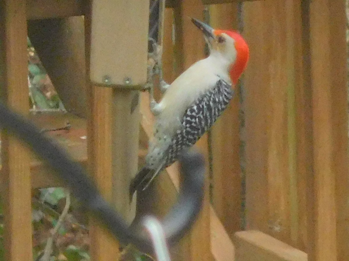 Red-bellied Woodpecker - ML539649361