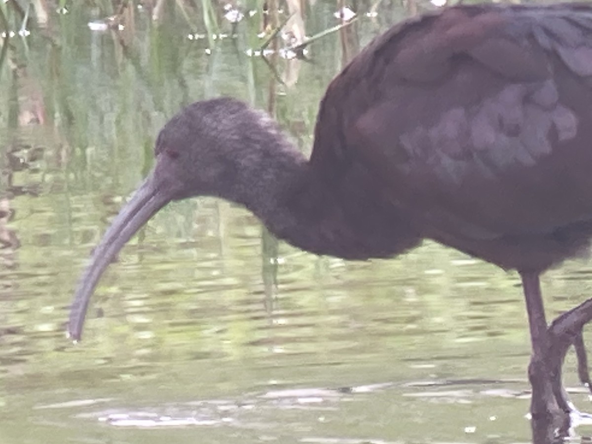 White-faced Ibis - ML539649721