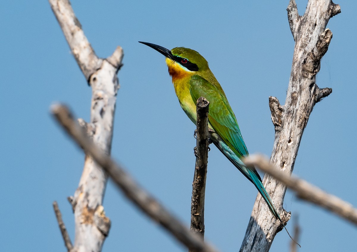 Blue-tailed Bee-eater - ML539650961