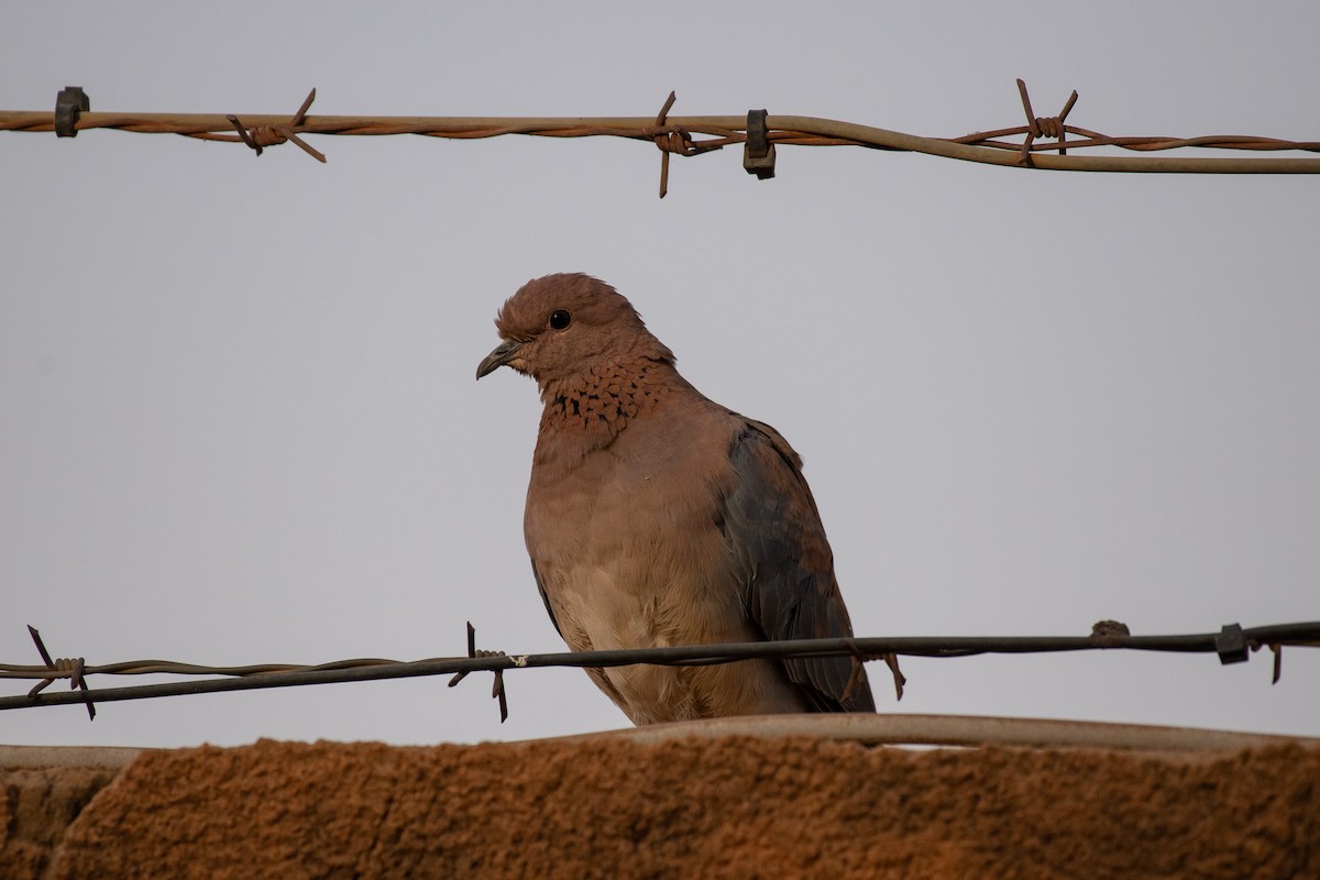Laughing Dove - ML539651881