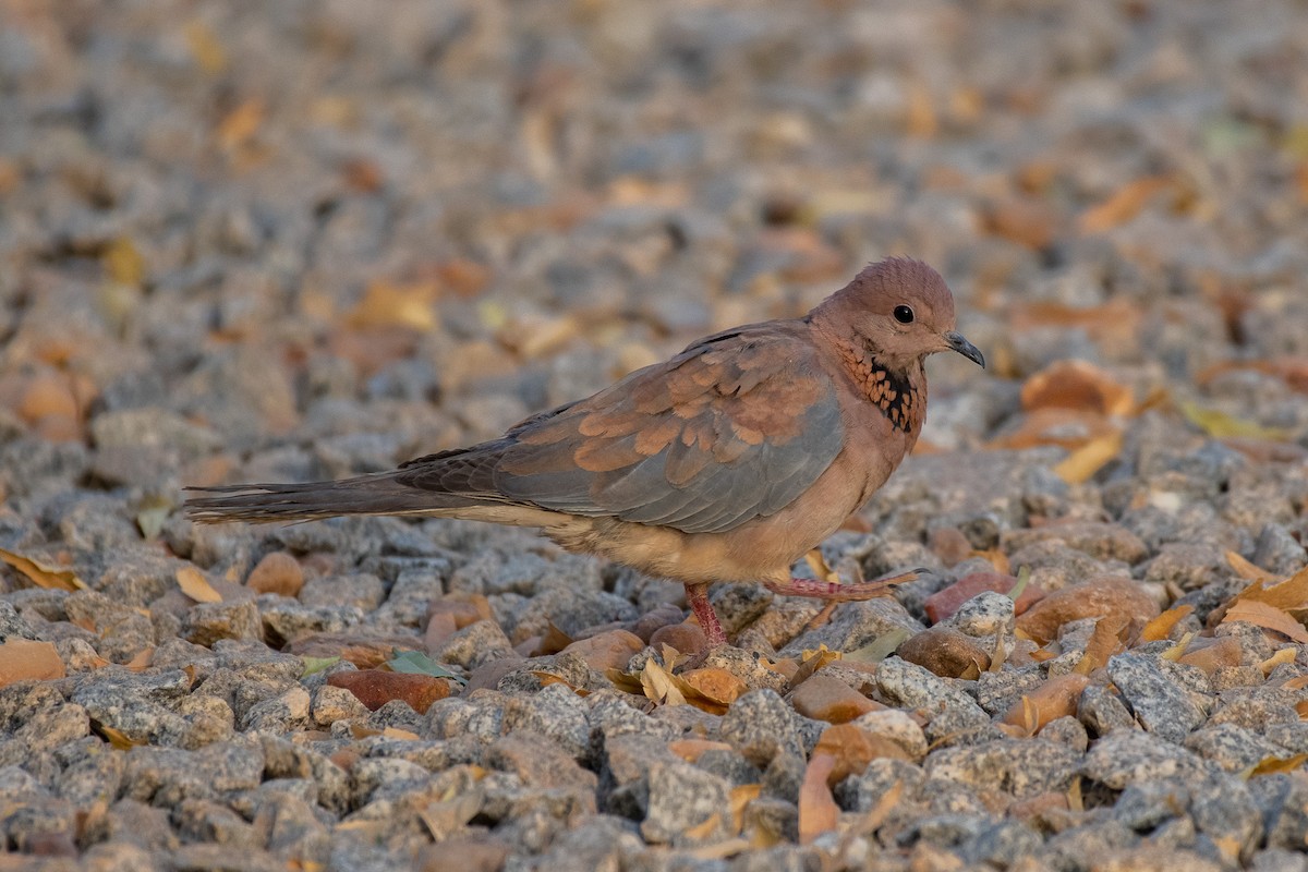 Laughing Dove - ML539651891